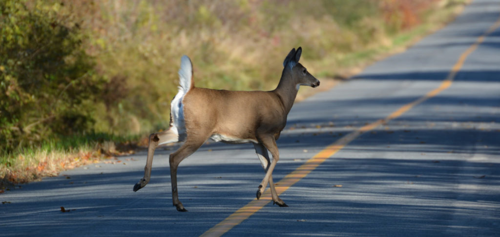 does insurance cover deer hitting car