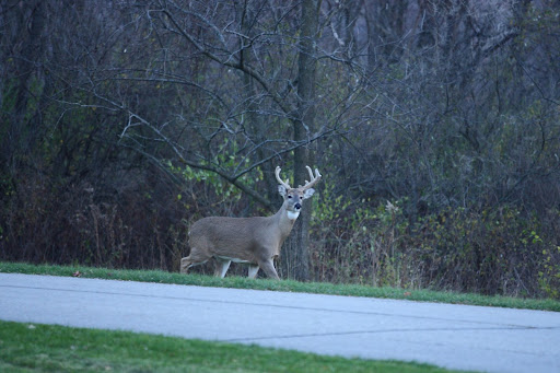 wildlife collisions